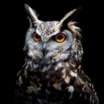 Logo of Owl Wallpapers android Application 