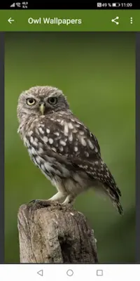 Owl Wallpapers android App screenshot 0