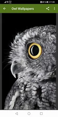 Owl Wallpapers android App screenshot 2